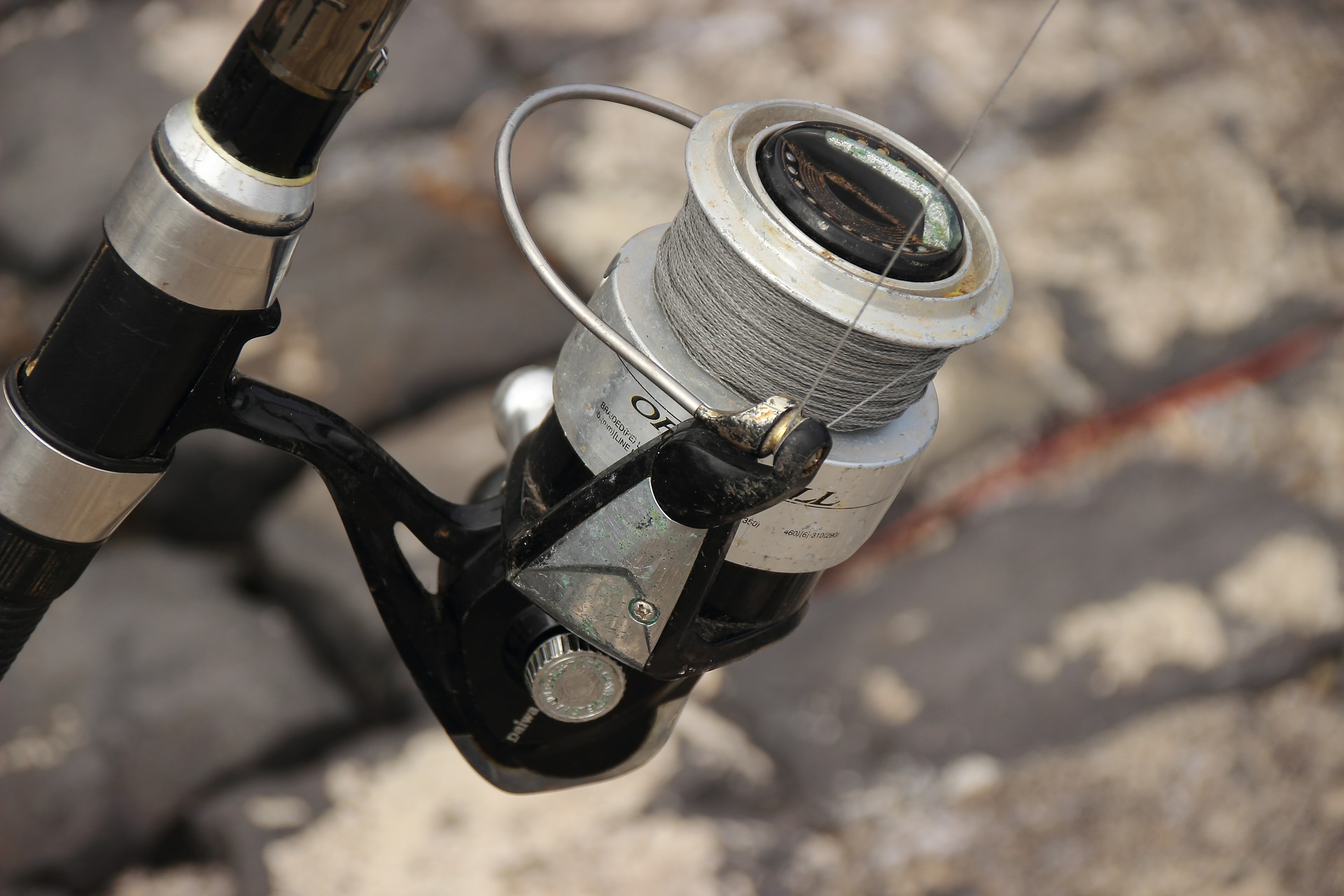 daiwa tournament